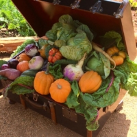 garden-produce
